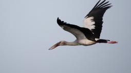 Asian Openbill